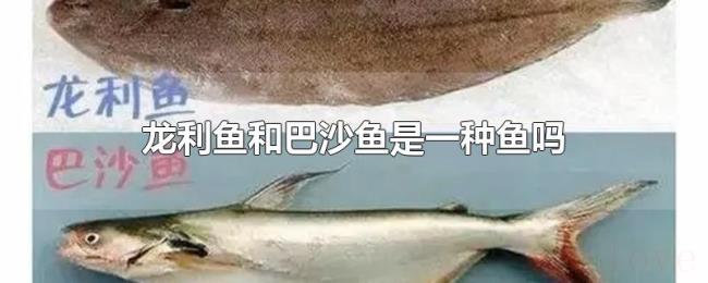 龙利鱼和巴沙鱼是一种鱼吗 龙利鱼和巴沙鱼是一种鱼吗