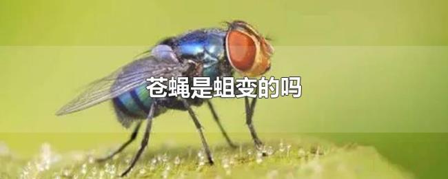 苍蝇是蛆变的吗 苍蝇是蛆变的吗