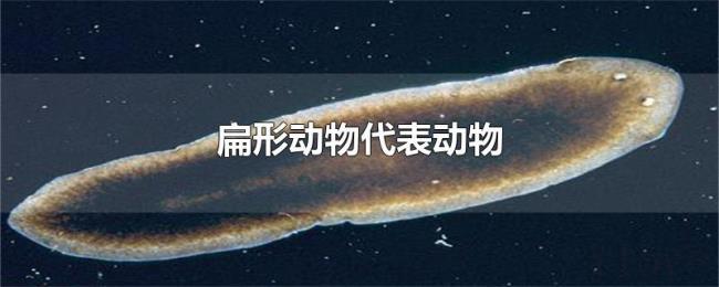 扁形动物代表动物