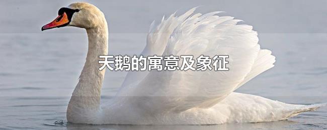 天鹅的寓意及象征