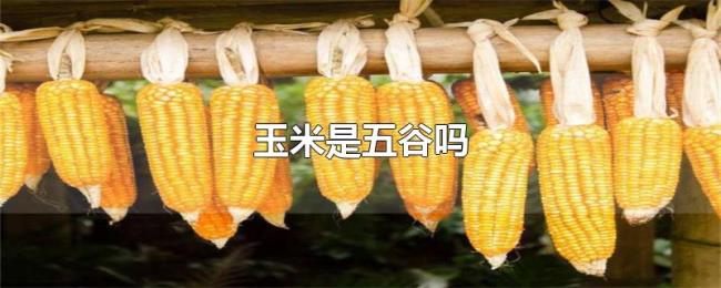 玉米是五谷吗
