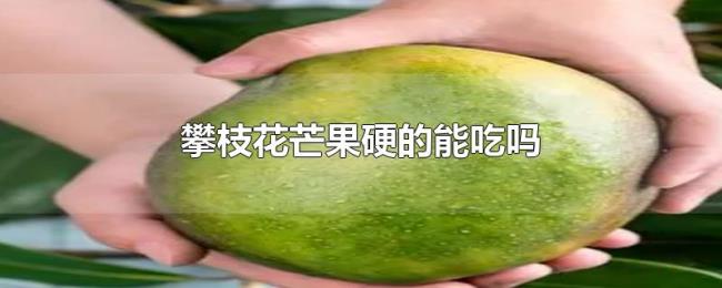 攀枝花芒果硬的能吃吗 攀枝花芒果硬的能吃吗
