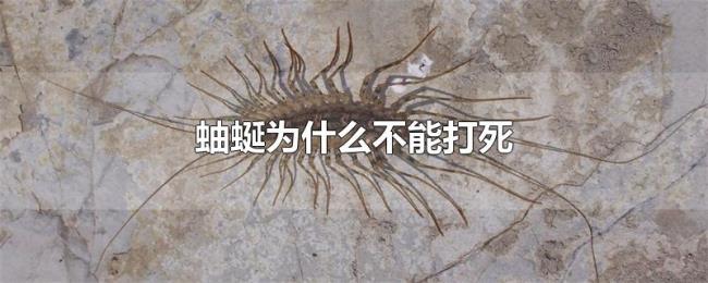 蚰蜒为什么不能打死 蚰蜒为什么不能打死