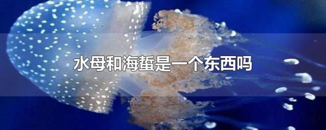 水母和海蜇是一个东西吗
