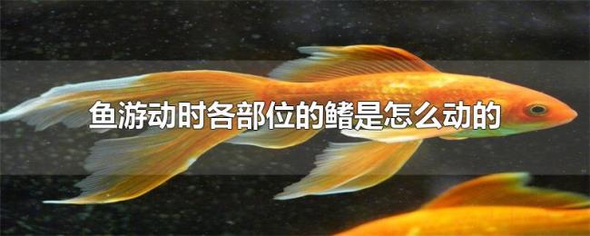 鱼游动时各部位的鳍是怎么动的