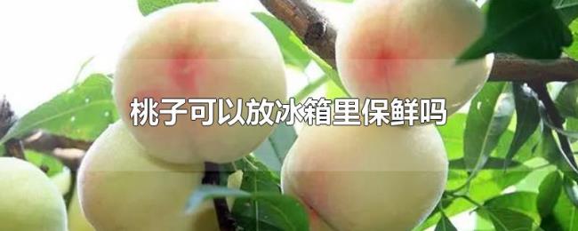 桃子可以放冰箱里保鲜吗