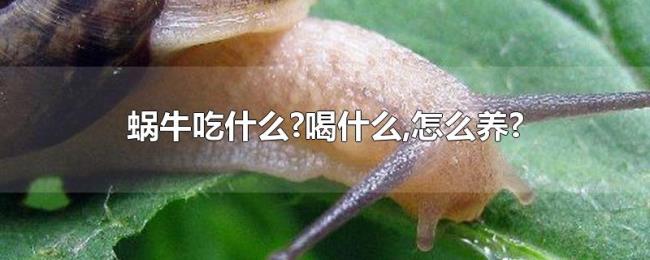 蜗牛吃什么?喝什么,怎么养? 蜗牛吃什么?喝什么,怎么养?