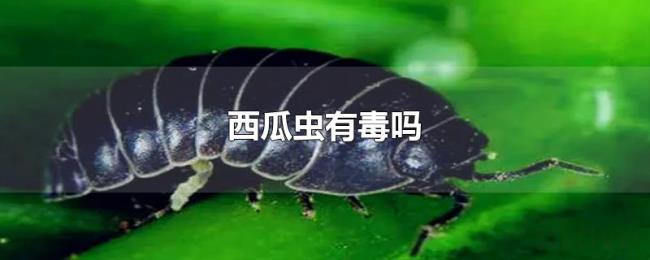 西瓜虫有毒吗 西瓜虫有毒吗