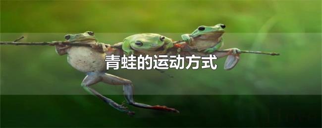 青蛙的运动方式