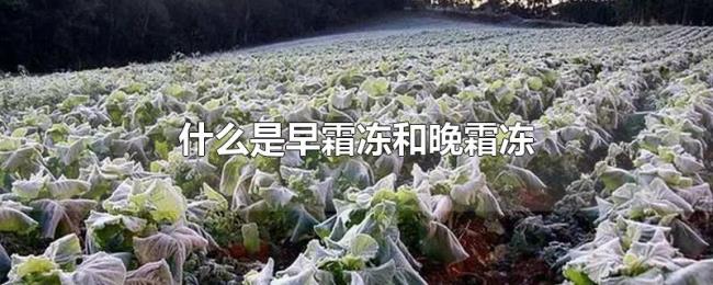 什么是早霜冻和晚霜冻 什么是早霜冻和晚霜冻