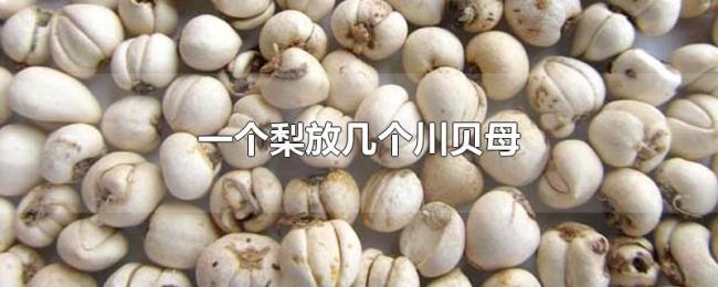一个梨放几个川贝母 一个梨放几个川贝母
