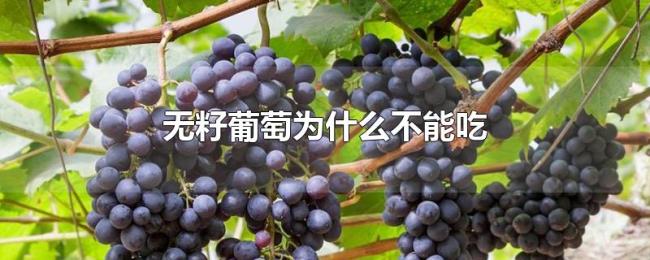 无籽葡萄为什么不能吃