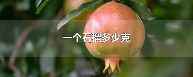 一个石榴多少克 一个石榴多少克