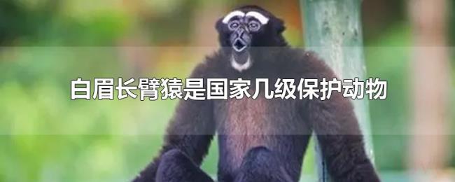 白眉长臂猿是国家几级保护动物