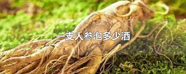 一支人参泡多少酒