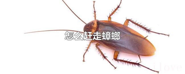 怎么赶走蟑螂