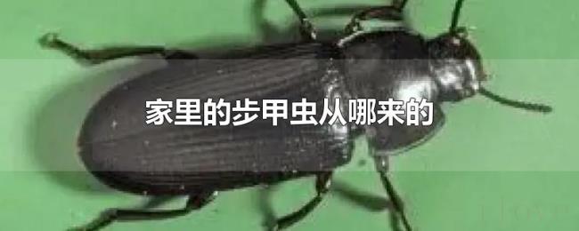 家里的步甲虫从哪来的