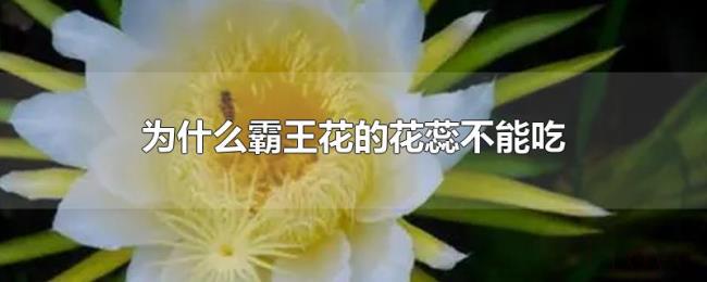 为什么霸王花的花蕊不能吃