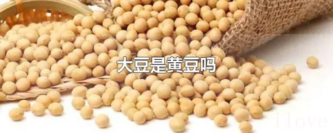 大豆是黄豆吗 大豆是黄豆吗