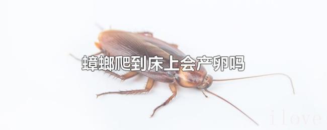 蟑螂爬到床上会产卵吗