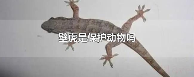 壁虎是保护动物吗
