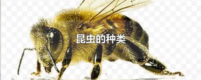 昆虫的种类