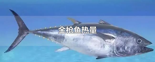 金枪鱼热量 金枪鱼热量