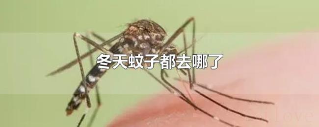 冬天蚊子都去哪了