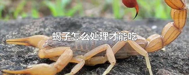 蝎子怎么处理才能吃 蝎子怎么处理才能吃