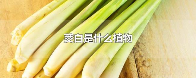 茭白是什么植物