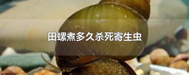田螺煮多久杀死寄生虫 田螺煮多久杀死寄生虫