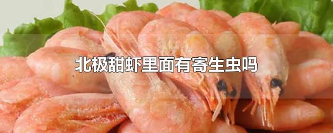 北极甜虾里面有寄生虫吗 北极甜虾里面有寄生虫吗