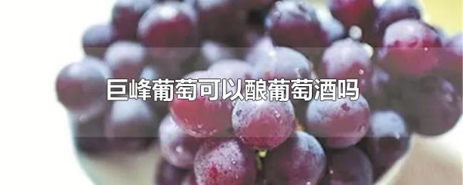 巨峰葡萄可以酿葡萄酒吗