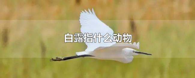 白露指什么动物