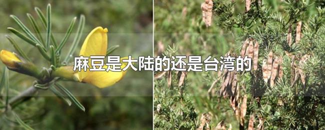 麻豆是大陆的还是台湾的 麻豆是大陆的还是台湾的