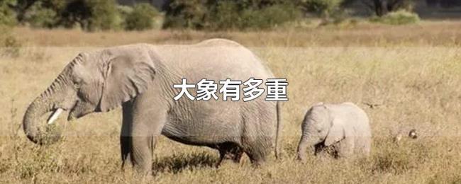 大象有多重 大象有多重