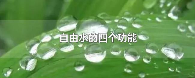 自由水的四个功能