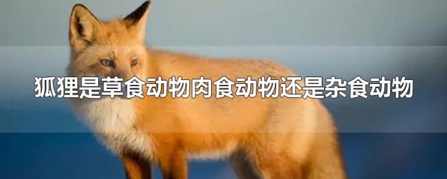狐狸是草食动物肉食动物还是杂食动物