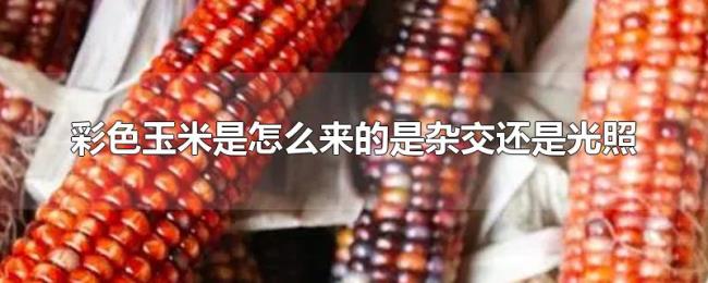 彩色玉米是怎么来的是杂交还是光照