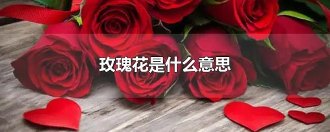 玫瑰花是什么意思 玫瑰花是什么意思