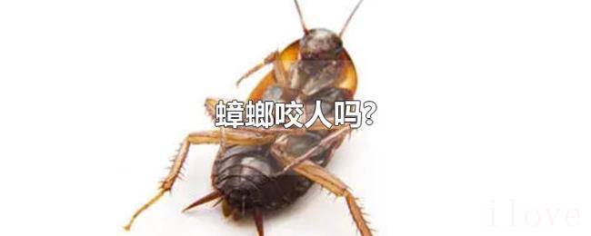 蟑螂咬人吗?