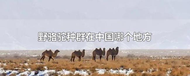 野骆驼种群在中国哪个地方 野骆驼种群在中国哪个地方