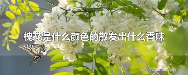 槐花是什么颜色的散发出什么香味 槐花是什么颜色的散发出什么香味