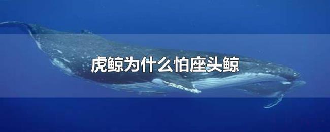 虎鲸为什么怕座头鲸