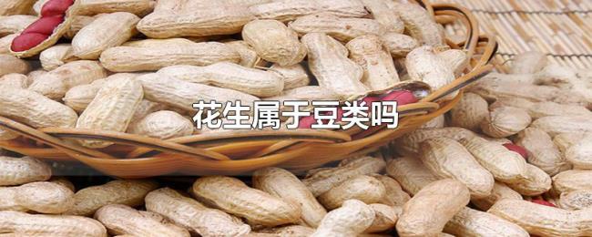 花生属于豆类吗 花生属于豆类吗