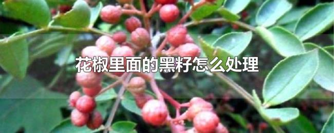 花椒里面的黑籽怎么处理