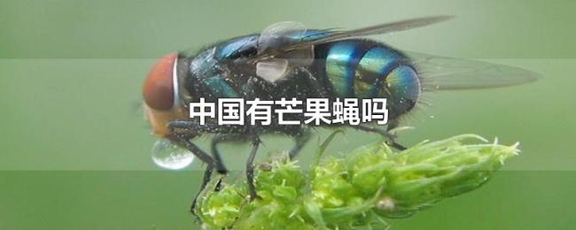 中国有芒果蝇吗 中国有芒果蝇吗