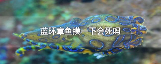 蓝环章鱼摸一下会死吗