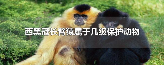 西黑冠长臂猿属于几级保护动物