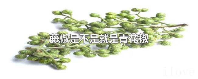 藤椒是不是就是青花椒